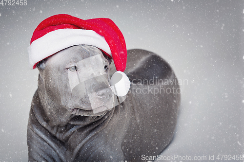 Image of thai ridgeback puppy in xmas hat