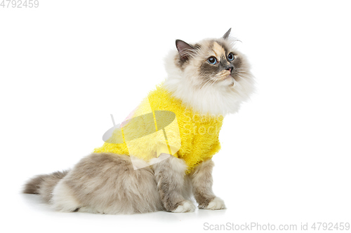 Image of beautiful birma cat in yellow pullover