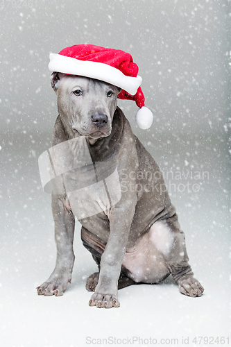 Image of thai ridgeback puppy in xmas hat