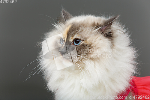 Image of beautiful birma cat in pink dress