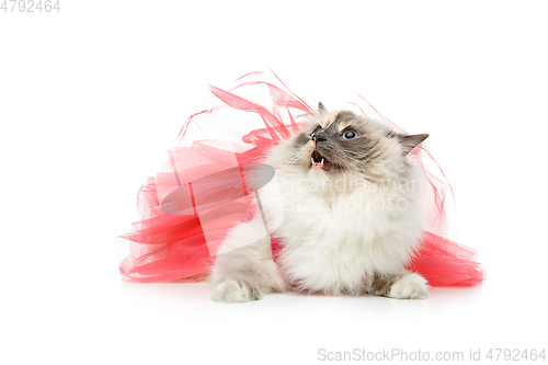 Image of beautiful birma cat in pink dress