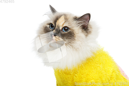 Image of beautiful birma cat in yellow pullover