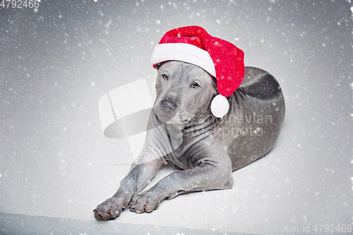 Image of thai ridgeback puppy in xmas hat