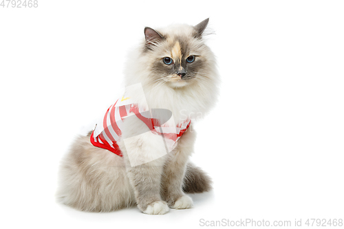 Image of beautiful birma cat in red pullover