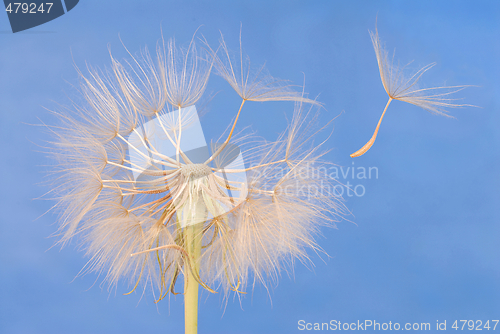 Image of Dandelion