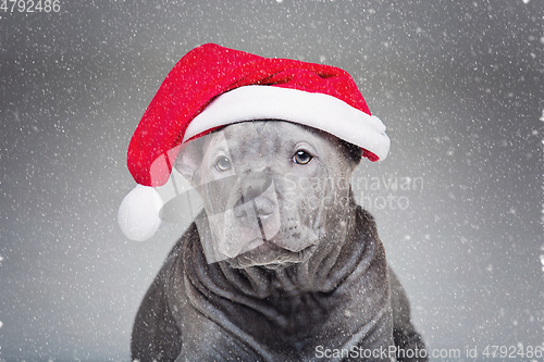 Image of thai ridgeback puppy in xmas hat