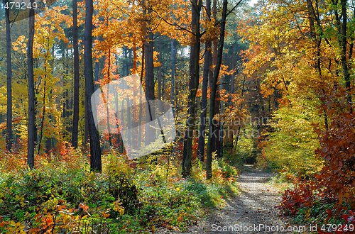 Image of Colors of Fall