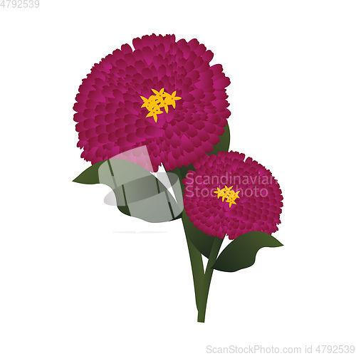 Image of Vector illustration of bright pink zinnia flowers  with green le