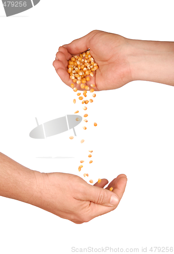 Image of Hands With Corn