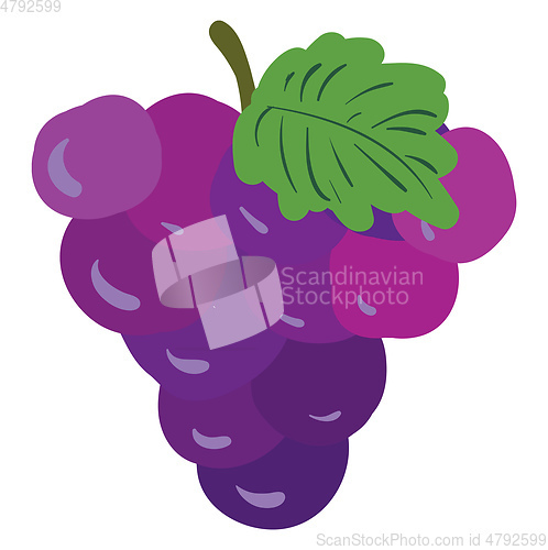 Image of Purple-green grape clipart vector or color illustration
