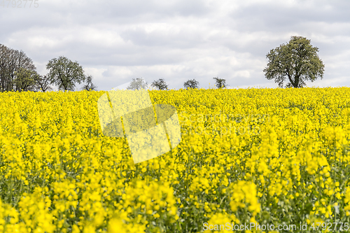 Image of field of rapeseed at spring time