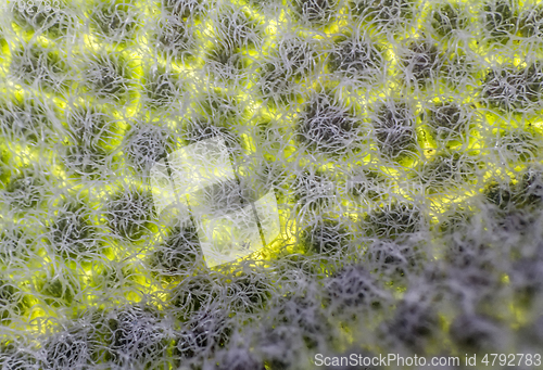 Image of translucent salvia leaf closeup