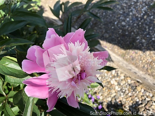 Image of Peony