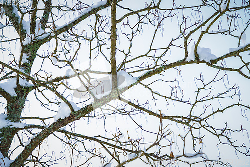 Image of Branches with snow