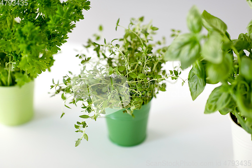 Image of fresh parsley, basil and thyme herbs in pots