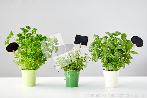 Image of greens or herbs in pots with name plates on table