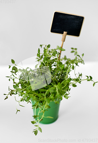 Image of green thyme herb with name plate in pot on table