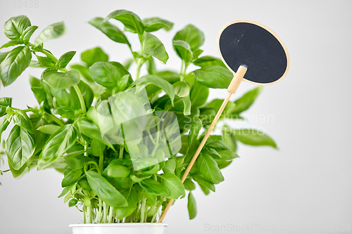 Image of close up of basil herb with name plate in pot