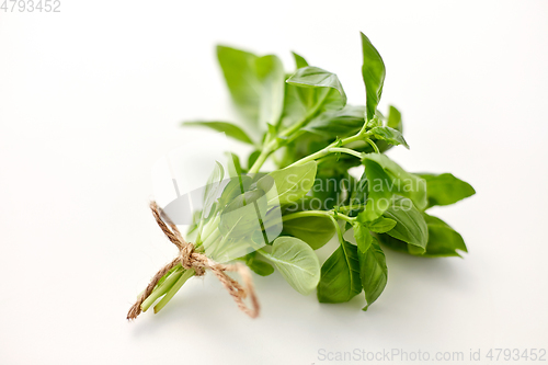 Image of bunch of basil on white background