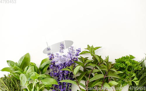 Image of greens, spices or medicinal herbs on white