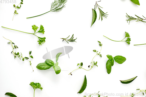 Image of greens, spices or herbs on white background