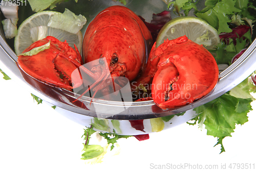 Image of orange lobster isolated