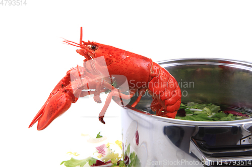 Image of orange lobster isolated