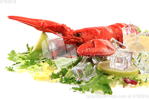 Image of orange lobster isolated