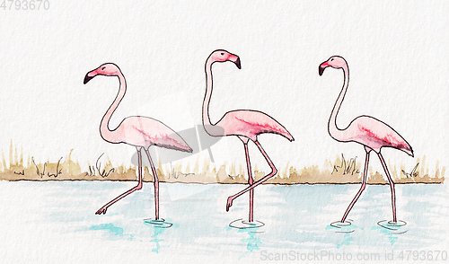 Image of flamingos watercolor illustration