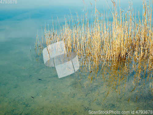 Image of reed grass in the lake water