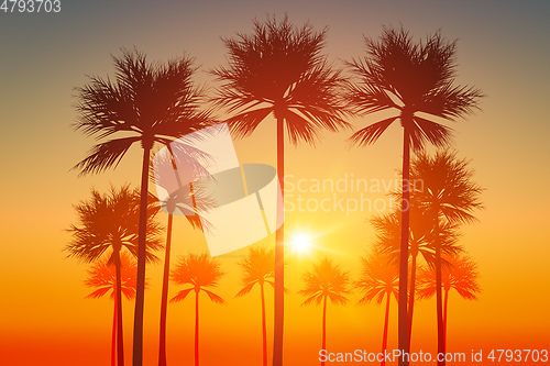 Image of palm trees sunset sky