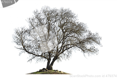 Image of Leafless ash-tree isolated on white