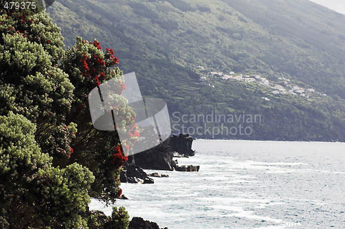 Image of Sweet gale shrub blossoming