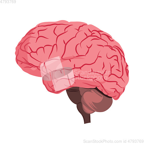 Image of Anatomy deisign of human brain vector illustration on white back