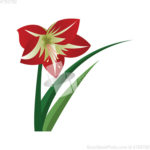 Image of Vector illustration of amaryllis flower on white background.