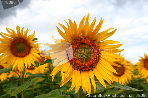 Image of Sunflower