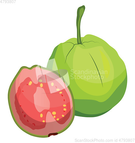 Image of Green guava fruit cut in half vector illustration on white backg