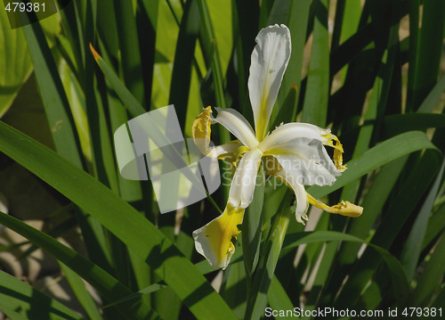 Image of White Lily