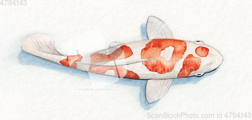 Image of Koi fish with red pattern show the word Koi