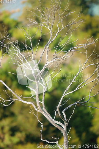 Image of dead dry tree