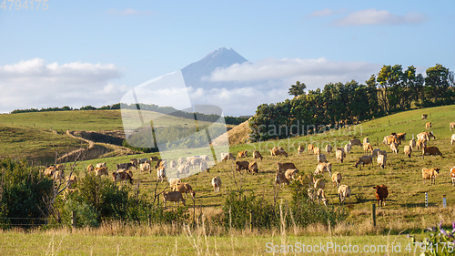 Image of Mt Taranaki north island of New Zealand