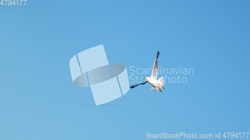 Image of a seagull in the clear blue sky