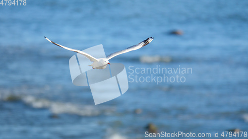 Image of seagull flying over the ocean