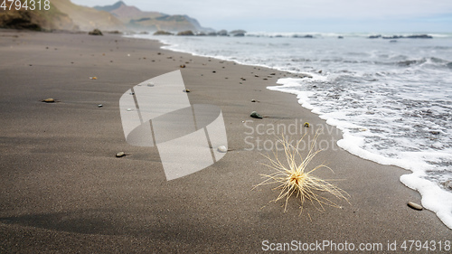 Image of thing at the beach