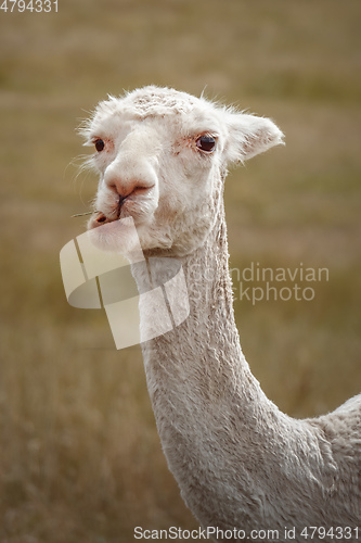 Image of sweet white alpaca animal