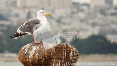 Image of typical seagull in urban surroundings