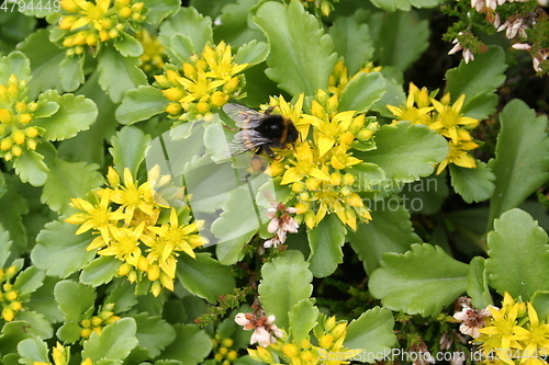 Image of Bumble bee and flowers
