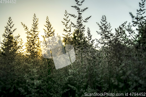 Image of Atmospheric natural background with meadow vegetation in the rays of the rising sun. Bottom view. Toning.