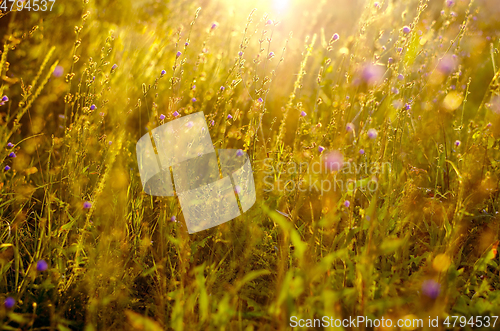 Image of Atmospheric natural background with meadow vegetation in the rays of the rising sun. Bottom view. Toning.