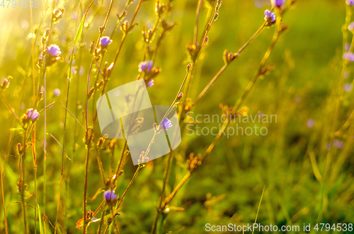 Image of Atmospheric natural background with meadow vegetation in the rays of the rising sun. Bottom view. Toning.